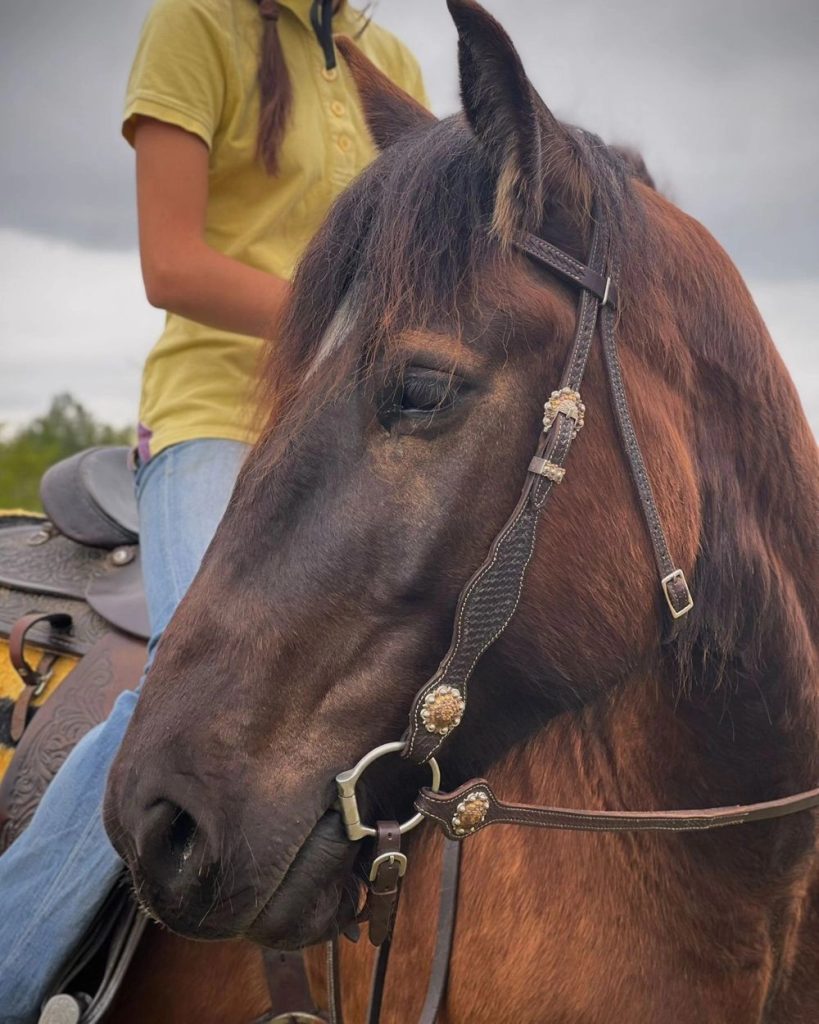 photo cheval baie