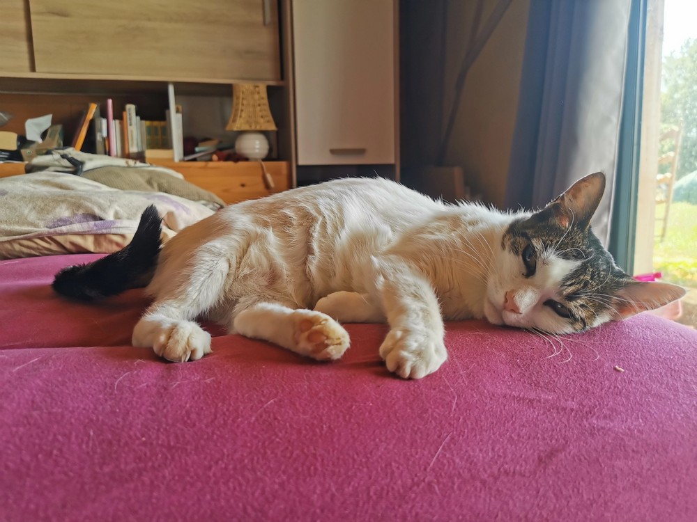 chat allongé