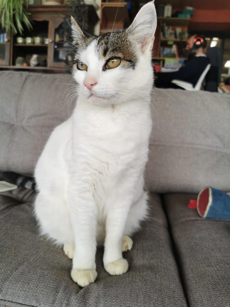 photo chat face