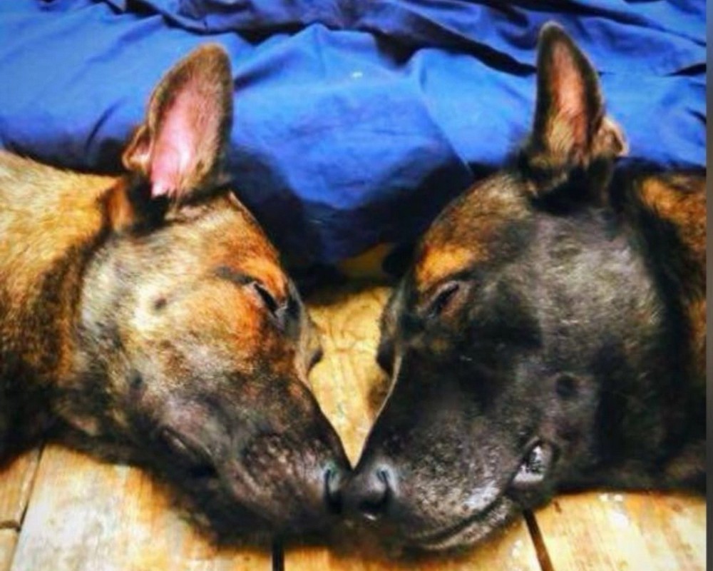 photo deux bergers allemands endormis